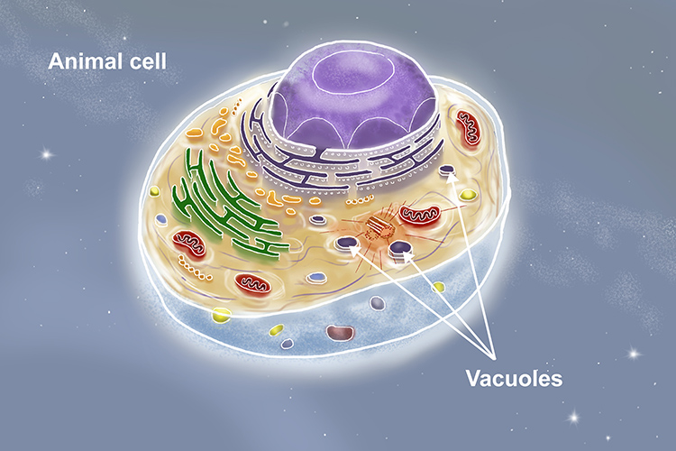 Graphic showing several small vacuoles in animal cells